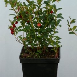 Nursery of berry plants